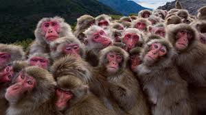 monkeys huddling