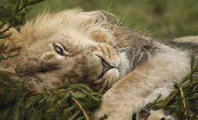 Lion