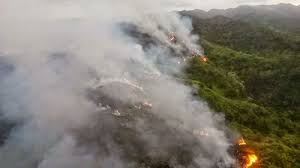 forest fire