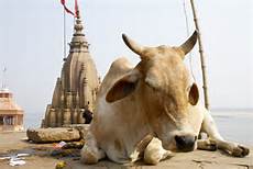 cow temple