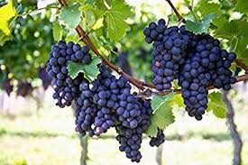grapes