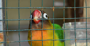 Parrot